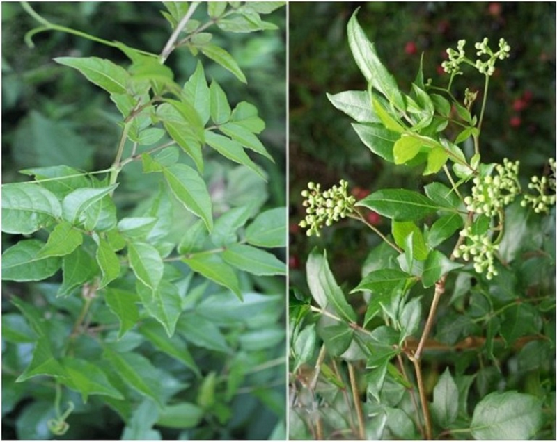 Hướng dẫn cách ủ chè dây đúng cách hiệu quả nhất 2 Hình ảnh cây chè dây