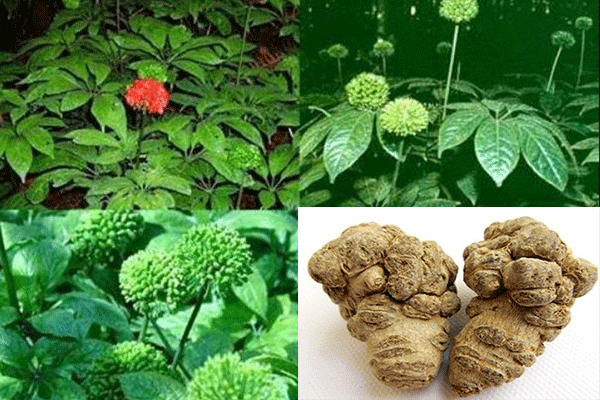 Đàn ông có nên uống hoa tam thất không? 3 Nam giới dùng tam thất có bị suy giảm "sức mạnh đàn ông"?