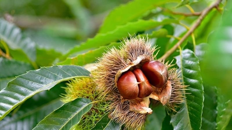 Cách bảo quản hạt dẻ đơn giản nhất tại nhà 3 Bảo quản hạt dẻ tươi trong 1 tháng nhờ để ngăn đá tủ lạnh.