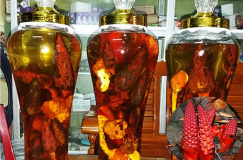 Hướng dẫn chi tiết từ A – Z về cách ngâm rượu nấm ngọc cẩu 40 Rượu nấm ngọc cẩu đem lại rất nhiều tác dụng vượt trội khác nhau.