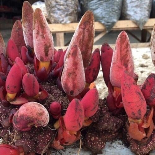 Nấm Ngọc Cẩu Khô - 1 Kg 6 Nấm ngọc cẩu chính là loại dược liệu sống lâu năm và ký sinh trên các loại cây gỗ lớn.