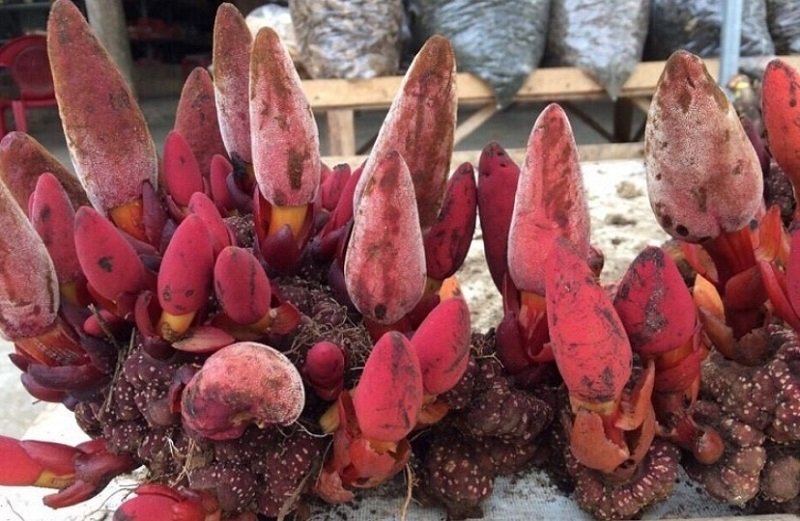 Nấm Ngọc Cẩu Khô - 1 Kg 10 Nấm ngọc cẩu chính là loại dược liệu sống lâu năm và ký sinh trên các loại cây gỗ lớn.