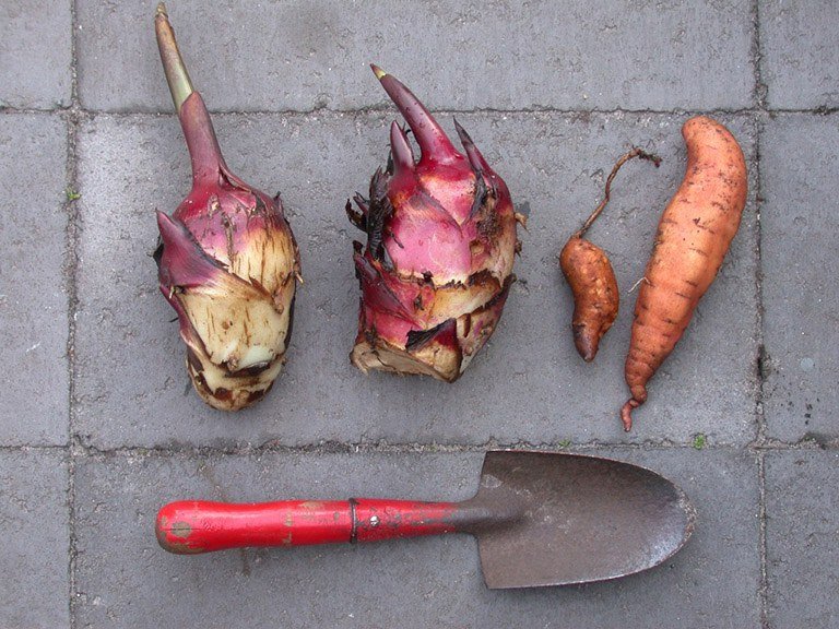 Cây dong ta là gì? Công dụng và lợi ích bất ngờ 3 Củ dong có thể ăn được