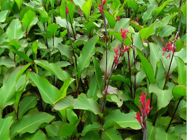 Cây dong ta là gì? Công dụng và lợi ích bất ngờ 4 Cây dong có thể sử dụng để chữa bệnh