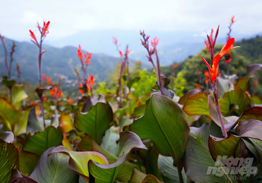 Cây dong ta là gì? Công dụng và lợi ích bất ngờ 46 Tìm hiểu về tác dụng của cây dong ta (dong riềng).