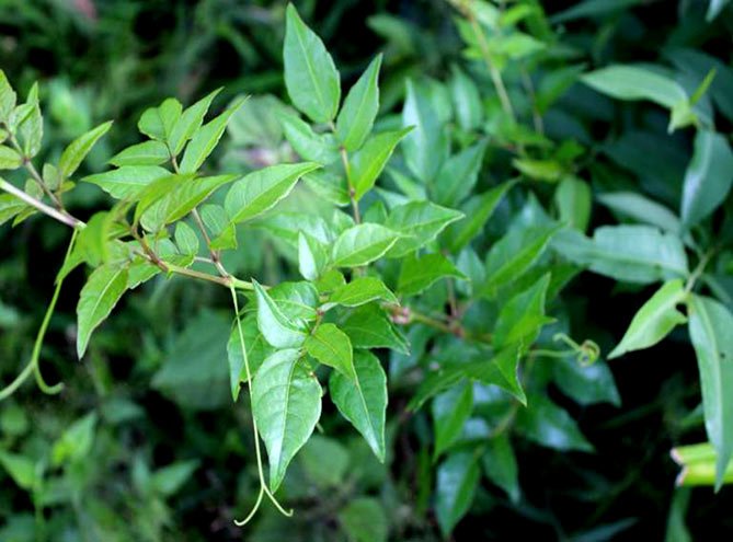 Giá chè dây bao nhiêu tiền 1kg? Công dụng chính của chè dây 41 Giá chè dây bao nhiêu tiền 1 kg?