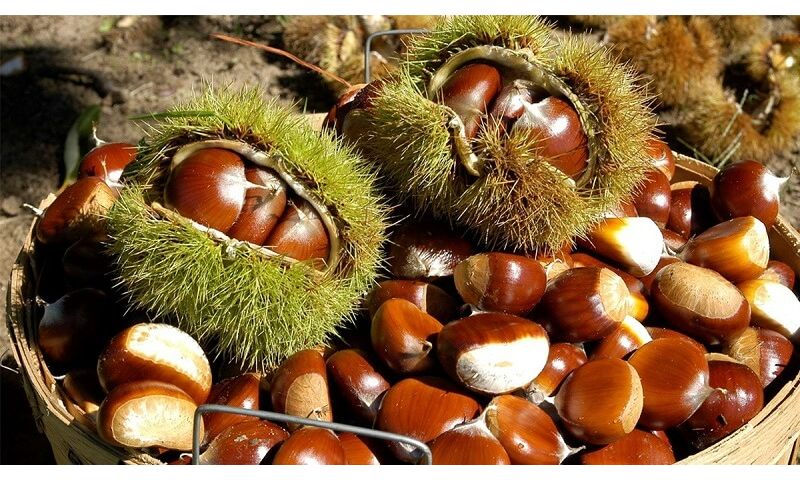 Tác dụng của hạt dẻ có thể bạn chưa biết 2 Giới thiệu về hạt dẻ.