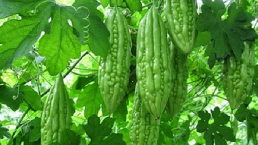 Tác dụng của khổ qua là gì? Những công dụng tuyệt vời 3 Mướp đắng có tác dụng rất tốt cho sức khỏe