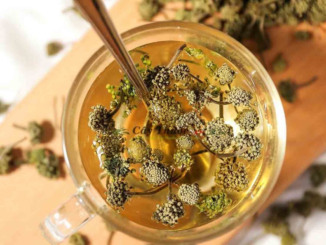 Đàn ông có nên uống hoa tam thất không? 4 Trà hoa tam thất an toàn cho sức khỏe cơ thể con người.