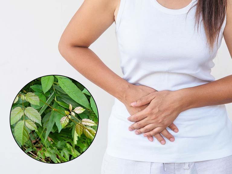 Uống chè dây có gây táo bón không? Sự thật & cách dùng đúng 44 Uống chè dây bị táo bón không?