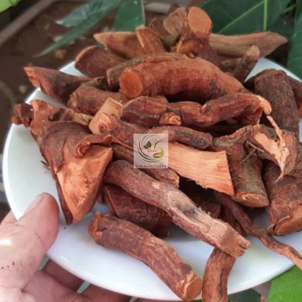 Rễ Cây Mú Từn - 1 Kg 1 Cây mú từn tại Cao Bằng Green