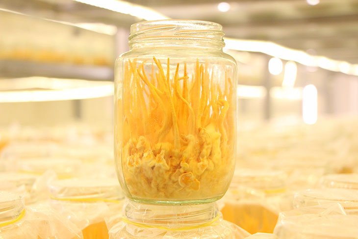 Cách bảo quản đông trùng hạ thảo tươi, khô hiệu quả 8 cach bao quan dong trung ha thao tuoi kho 6627cc41e9bfa