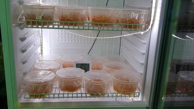 Cách bảo quản đông trùng hạ thảo tươi, khô hiệu quả 5 Cách bảo quản đông trùng hạ thảo tươi, khô hiệu qu