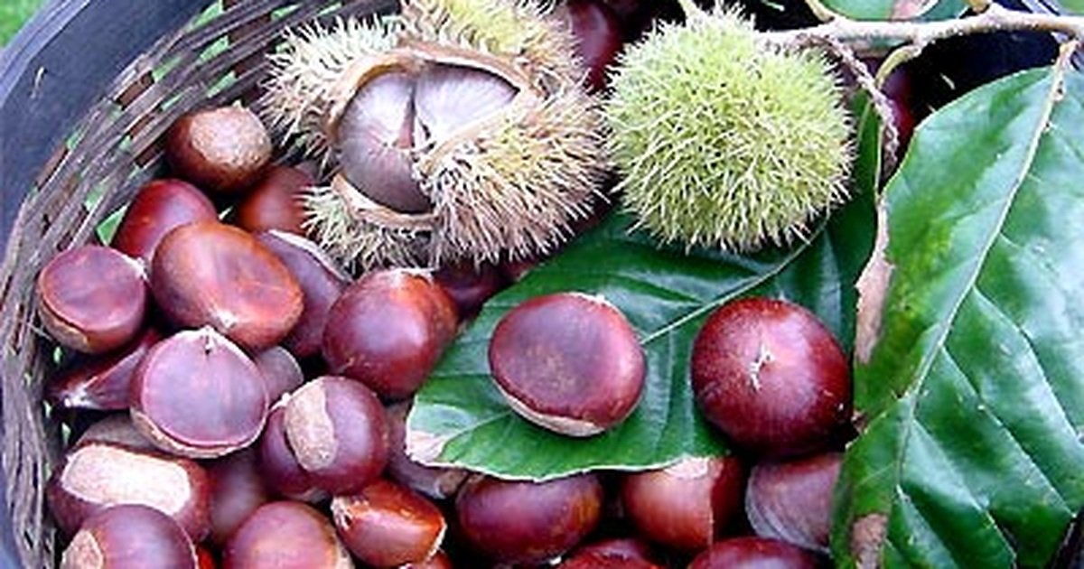 cach luoc hat de 662ea01ac52b5