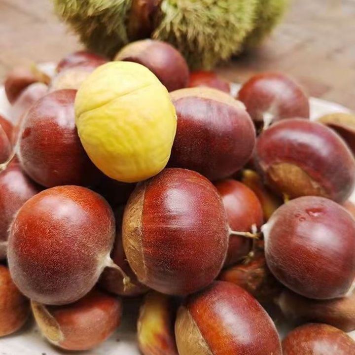 Hướng dẫn cách luộc hạt dẻ đúng cách thơm ngon Hướng dẫn cách luộc hạt dẻ đúng cách thơm ngon