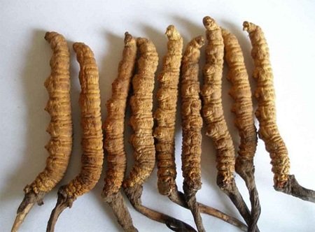 Phân biệt đông trùng hạ thảo thật và giả 28 phan biet dong trung ha thao that va gia 6622d913817e9