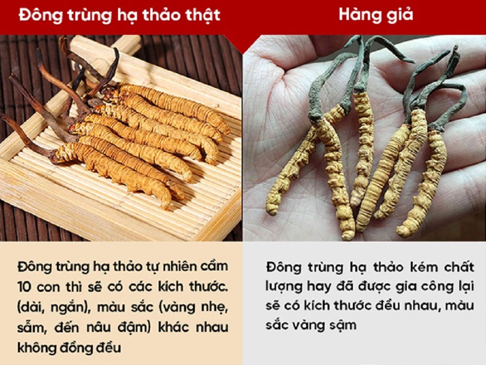 Phân biệt đông trùng hạ thảo thật và giả 3 Phân biệt đông trùng hạ thảo thật và giả