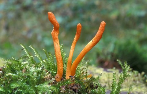 Phân biệt đông trùng hạ thảo thật và giả 5 Phân biệt đông trùng hạ thảo thật và giả