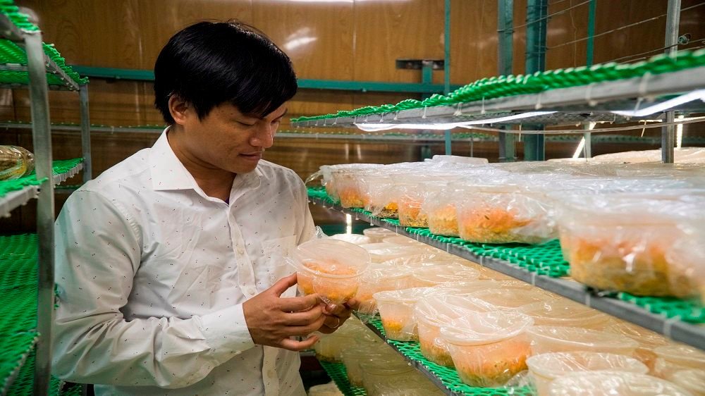 Quy trình nuôi cấy đông trùng hạ thảo tại nhà 18 quy trinh nuoi cay dong trung ha thao tai nha 662631be218bd