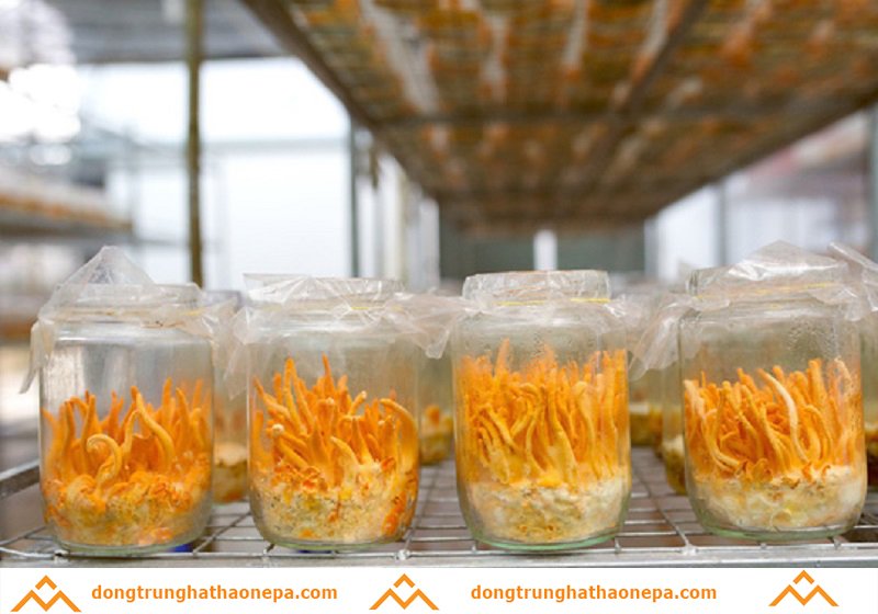 Quy trình nuôi cấy đông trùng hạ thảo tại nhà 7 Quy trình nuôi cấy đông trùng hạ thảo tại nhà