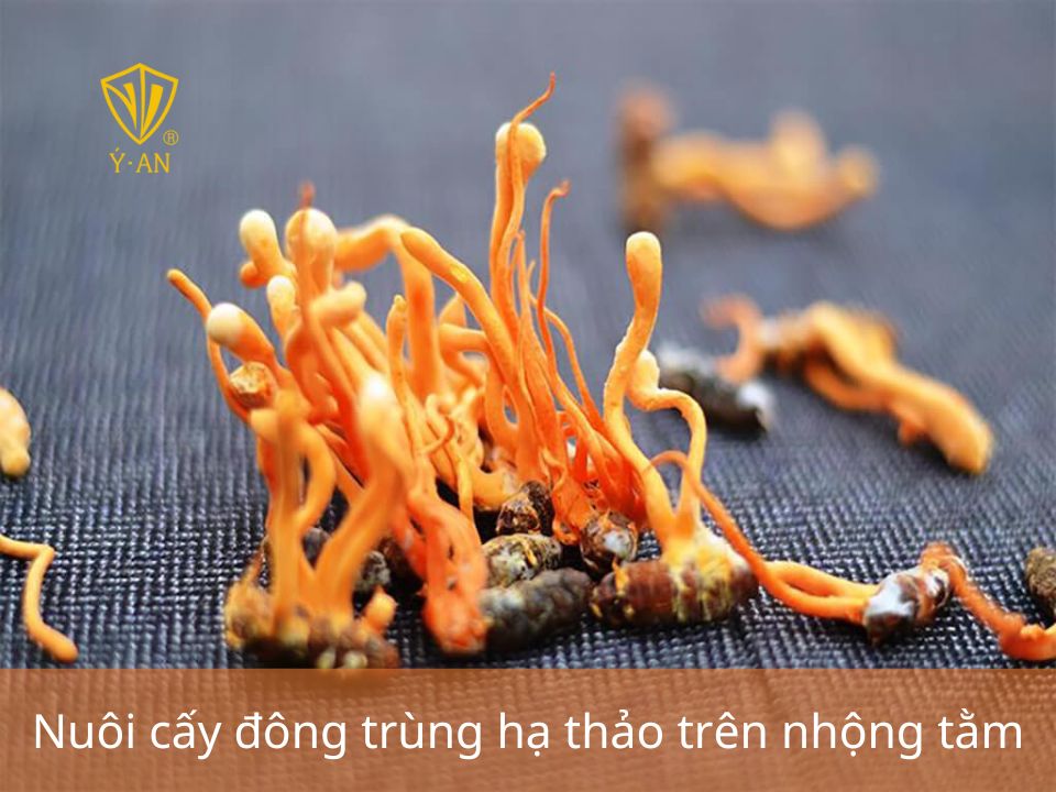Quy trình nuôi cấy đông trùng hạ thảo tại nhà 3 Quy trình nuôi cấy đông trùng hạ thảo tại nhà