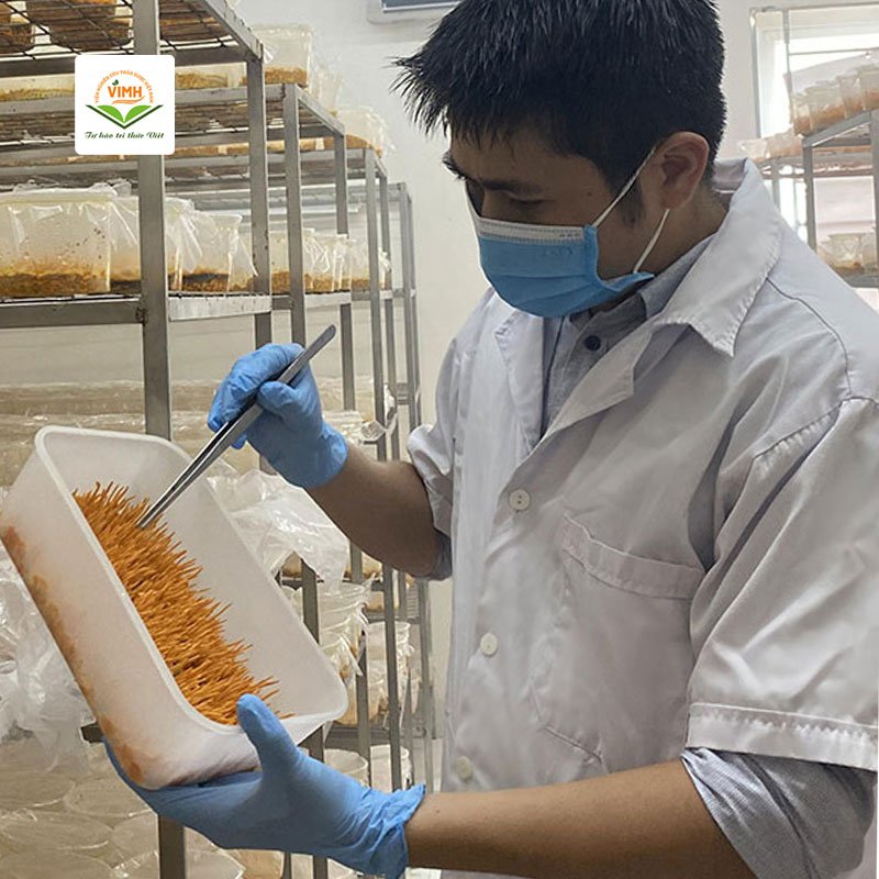 Quy trình nuôi cấy đông trùng hạ thảo tại nhà 5 Quy trình nuôi cấy đông trùng hạ thảo tại nhà