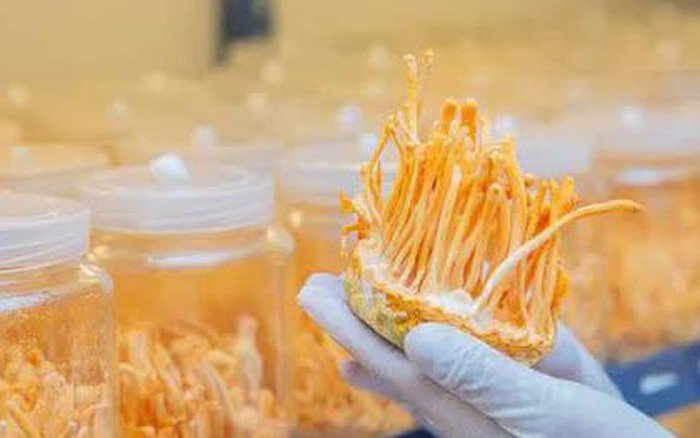 Quy trình nuôi cấy đông trùng hạ thảo tại nhà 6 Quy trình nuôi cấy đông trùng hạ thảo tại nhà