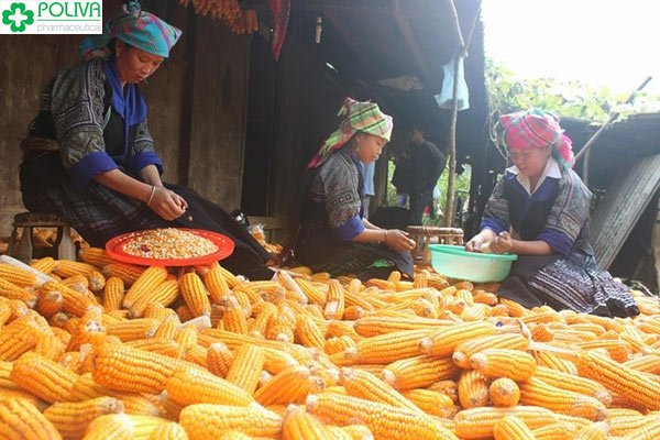 Rượu ngô Bắc Hà - Hương vị ẩm thực độc đáo Tây Bắc 3 Rượu ngô Bắc Hà - Hương vị ẩm thực độc đáo Tây Bắc