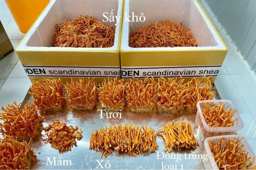 Top 6 địa chỉ bán đông trùng hạ thảo uy tín Top 6 địa chỉ bán đông trùng hạ thảo uy tín