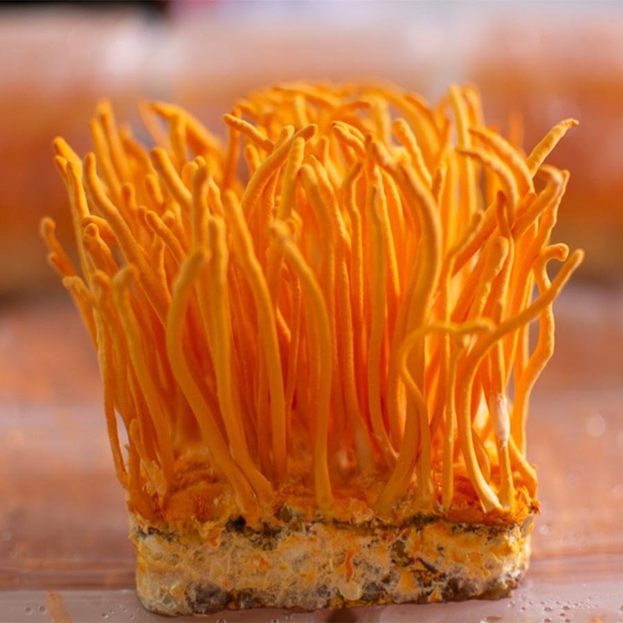 Top 6 địa chỉ bán đông trùng hạ thảo uy tín Top 6 địa chỉ bán đông trùng hạ thảo uy tín