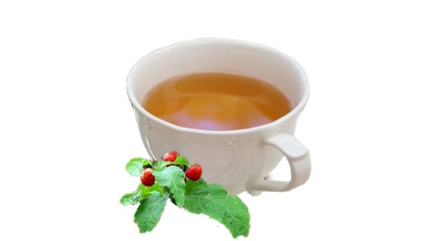 Uống nhiều nước cây cà gai leo có tốt không? 16 uong nhieu nuoc cay ca gai leo co tot khong 662e5cdb349e9