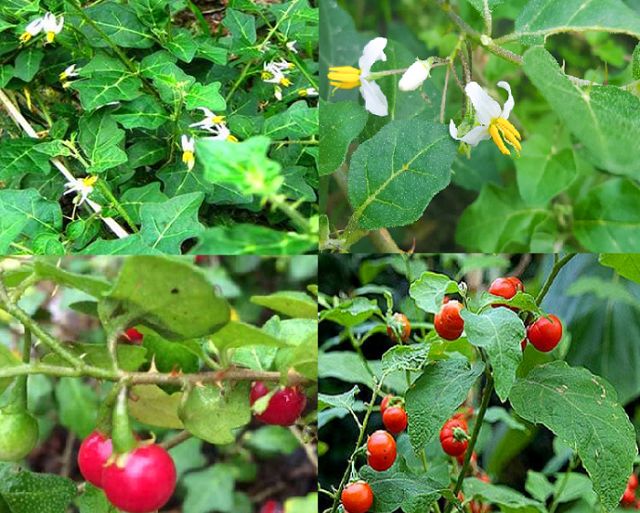 Uống nhiều nước cây cà gai leo có tốt không? Uống nhiều nước cây cà gai leo có tốt không?