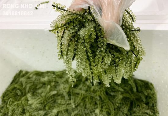 Cách bảo quản rong nho tươi trong tủ lạnh 3 Cách bảo quản rong nho tươi trong tủ lạnh