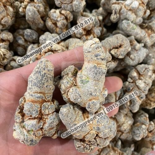 Củ tam thất bắc khô