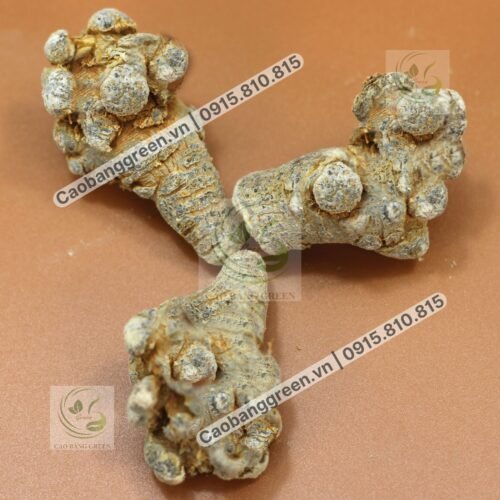 Củ Tam Thất Bắc - 250g 6 Củ tam thất bắc có nhiều tác dụng tốt cho sức khỏe