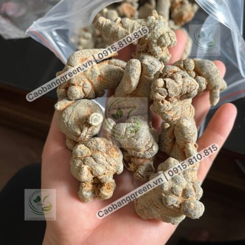 Củ Tam Thất Bắc - 250g 5 Mua Củ tam thất khô tại Caobanggreen.vn.
