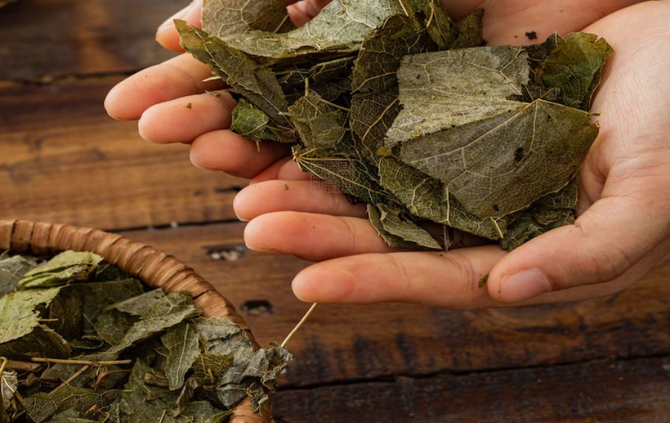 Dâm Dương Hoắc – Thảo Dược Bổ Thận Tráng Dương - 1 Kg 4 Dâm dương hoắc