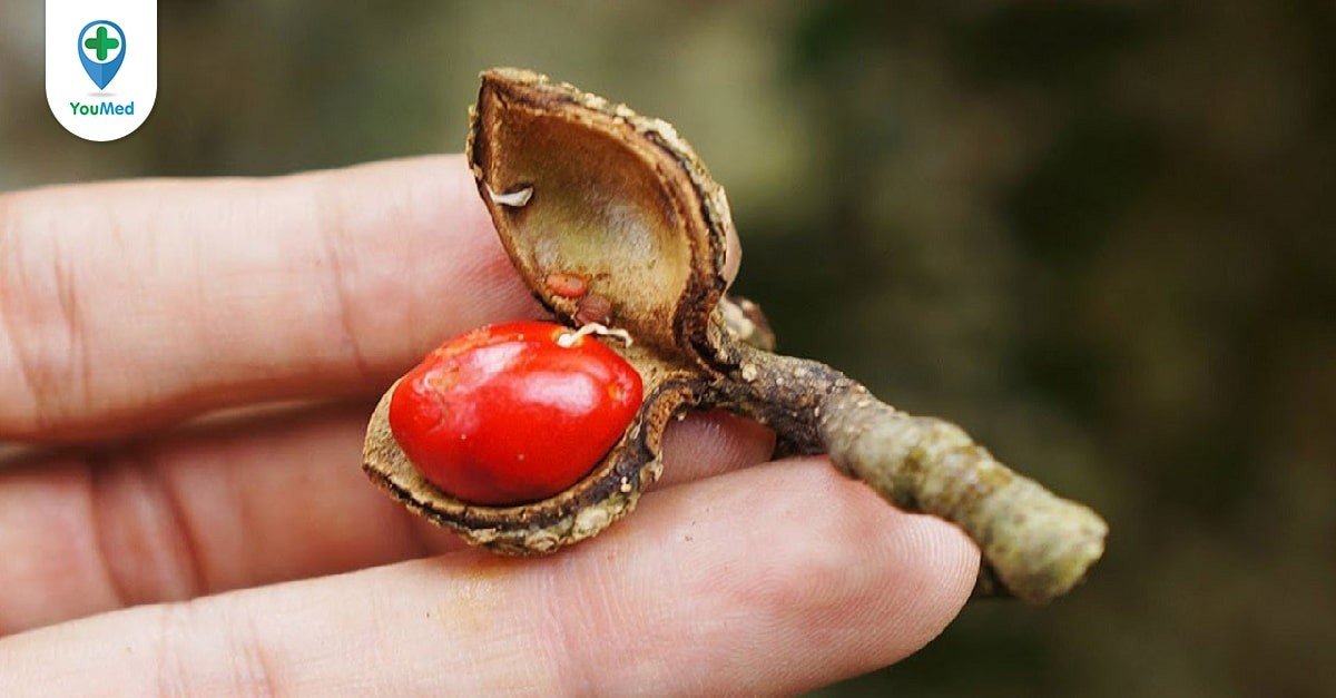 Giá Hạt Dổi Hiện Nay Bao Nhiêu? Mua Ở Đâu Chất Lượng? 6 hat doi gia bao nhieu tien 1kg bang gia moi nhat 66322d8898b56