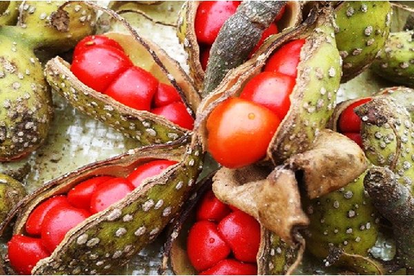 Giá Hạt Dổi Hiện Nay Bao Nhiêu? Mua Ở Đâu Chất Lượng? 2 Hạt dổi giá bao nhiêu tiền 1kg? Bảng giá mới nhất