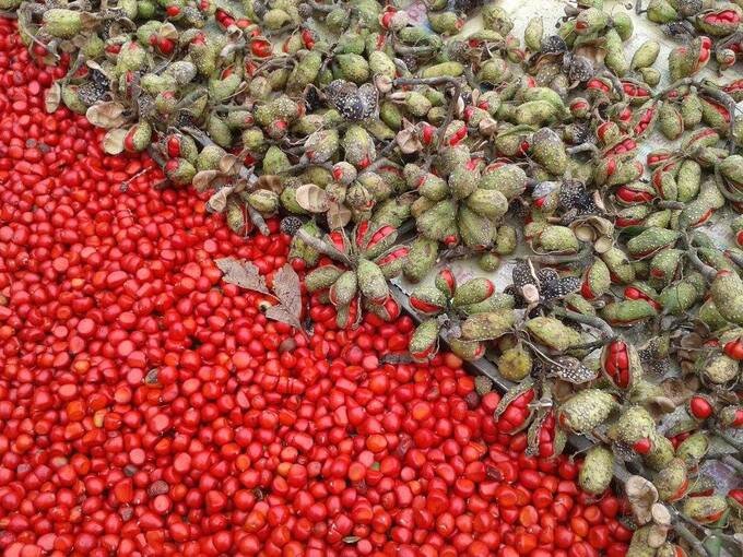 Giá Hạt Dổi Hiện Nay Bao Nhiêu? Mua Ở Đâu Chất Lượng? 5 hat doi gia bao nhieu tien 1kg bang gia moi nhat 66322d8cadc87