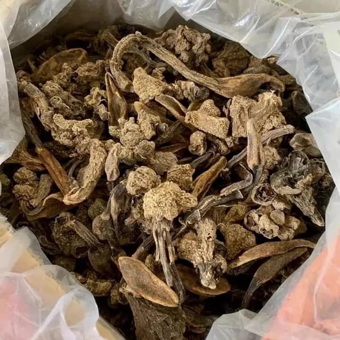 Nấm Ngọc Cẩu Khô - 1 Kg 13 Mua Nấm ngọc cẩu khô nguyên chất - 1 Kg - Caobanggreen.v