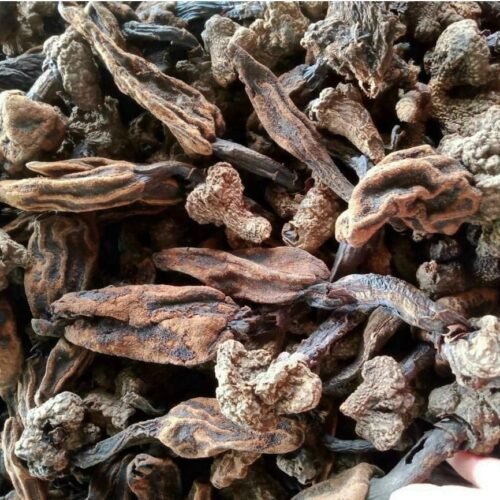 Giá nấm ngọc cẩu khô