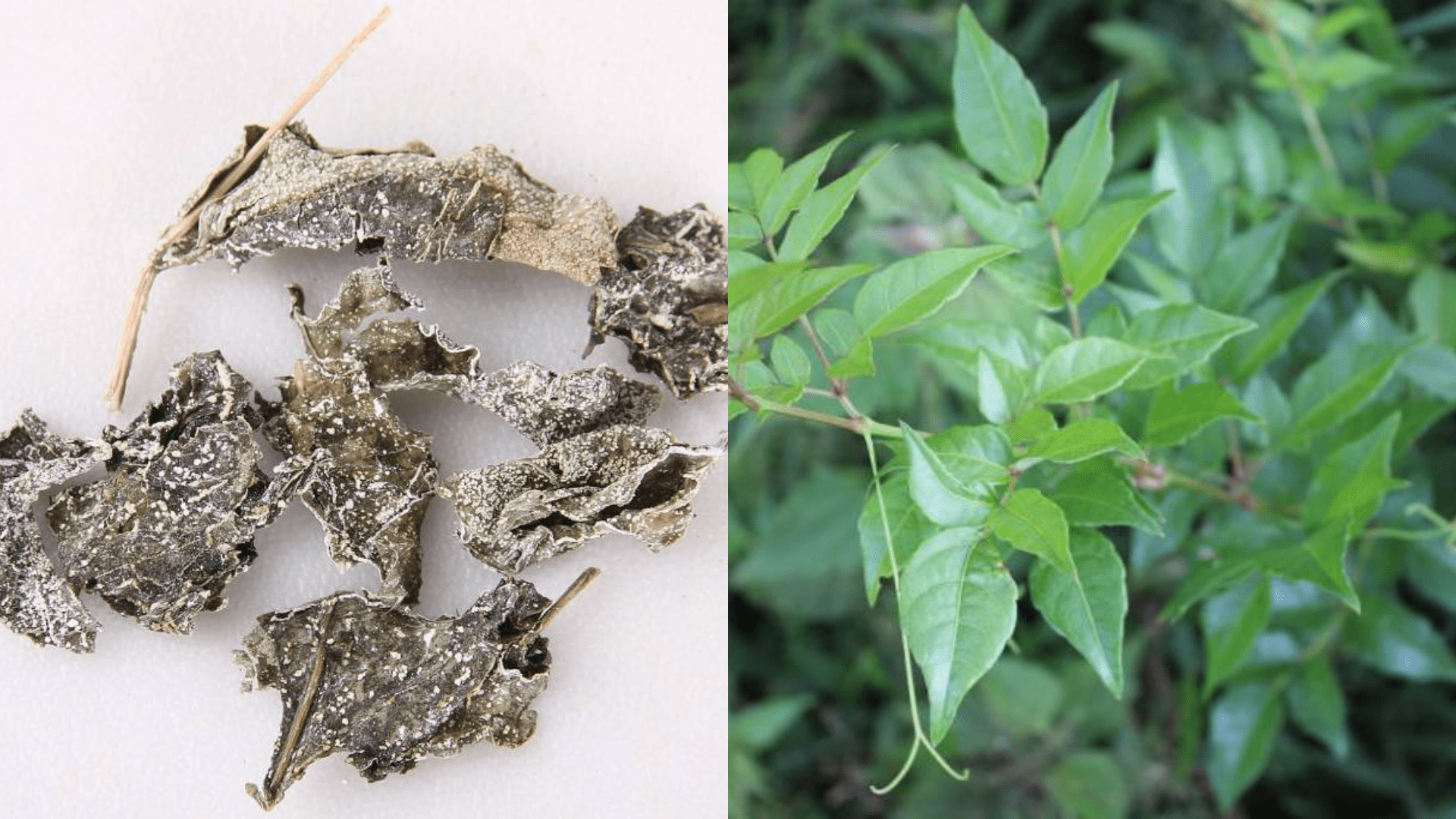 Chè Dây Cao Bằng Nhiều Lá, Phấn Tuyết Trắng, Ít Vụn - 1 Kg 17 Chè dây khô và tươi