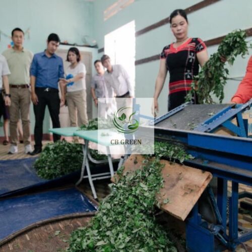 Chè Dây Cao Bằng Nhiều Lá, Phấn Tuyết Trắng, Ít Vụn - 1 Kg 12 Quy trình chế biến trà dây đảm bảo vệ sinh an toàn thực phẩm.