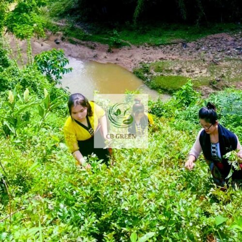 Chè Dây Cao Bằng Nhiều Lá, Phấn Tuyết Trắng, Ít Vụn - 1 Kg 13 Thu hái chè dây từ rừng