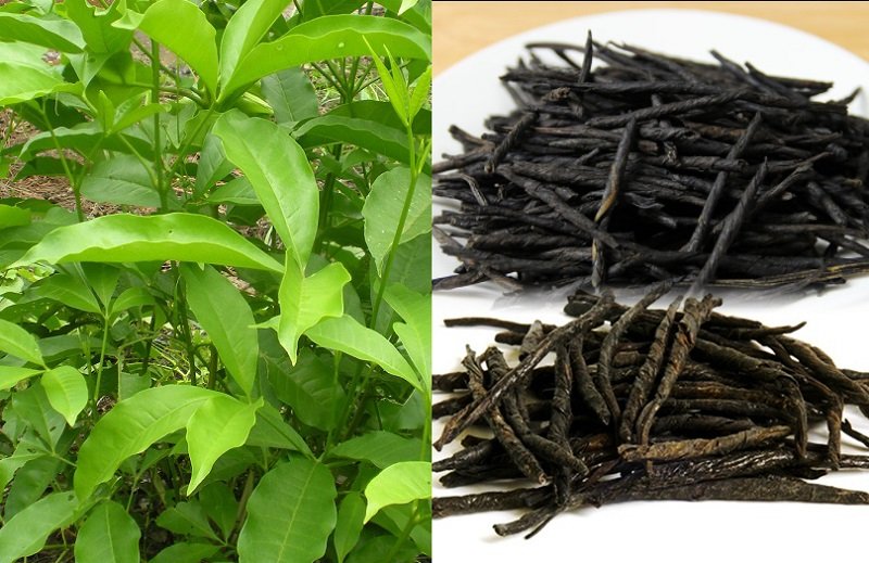 Chè đắng có tác dụng gì?