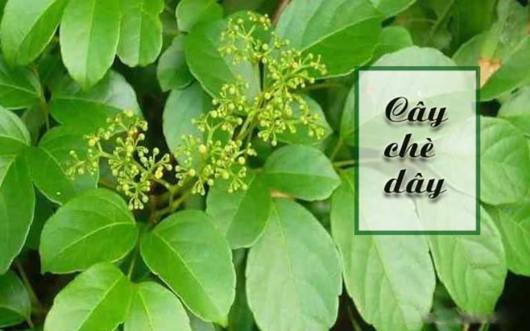 Có mấy loại chè dây? Các loại chè dây có tác dụng giống nhau không? 2 Cây chè dây thường mọc trong rừng