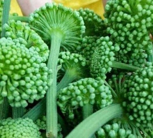 Cập nhật giá nụ hoa tam thất mới nhất dành cho bạn 3 Nụ hoa tam thất tươi nguyên chất 100%