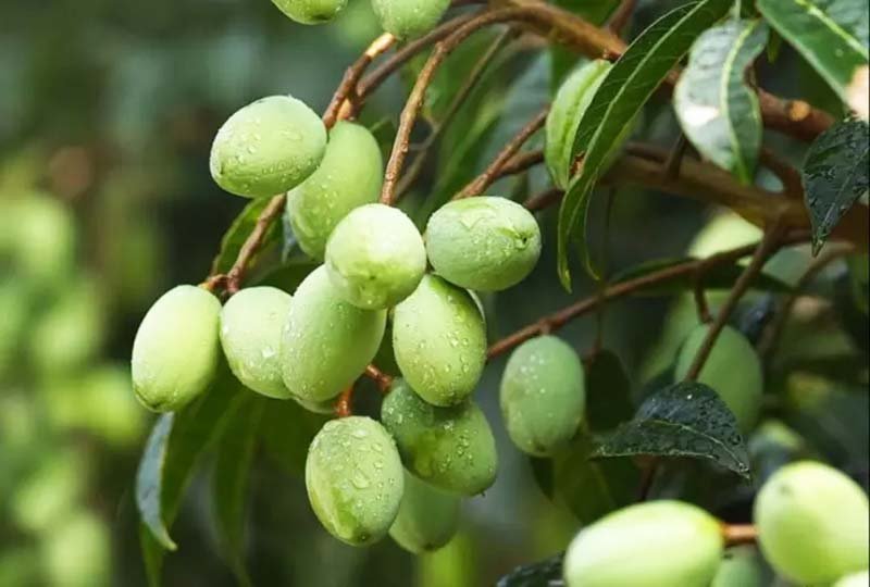 Quả Trám Đen Làm Sẵn - 1 Kg 23 Thông thường cây trám đen thường trồng tại vùng cao