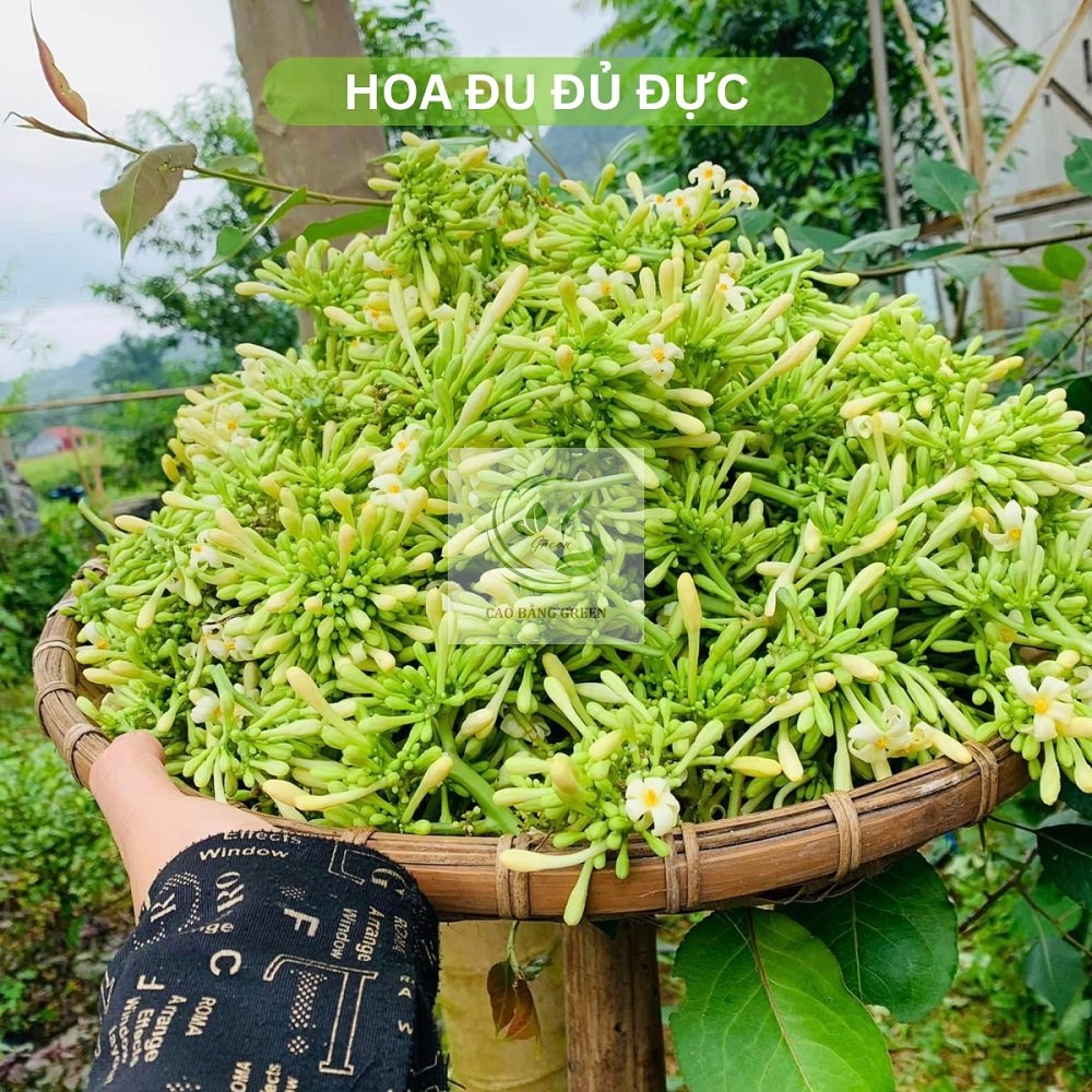 Hoa Đu Đủ Đực Khô - 500g 14 Hoa đu đủ đực tươi